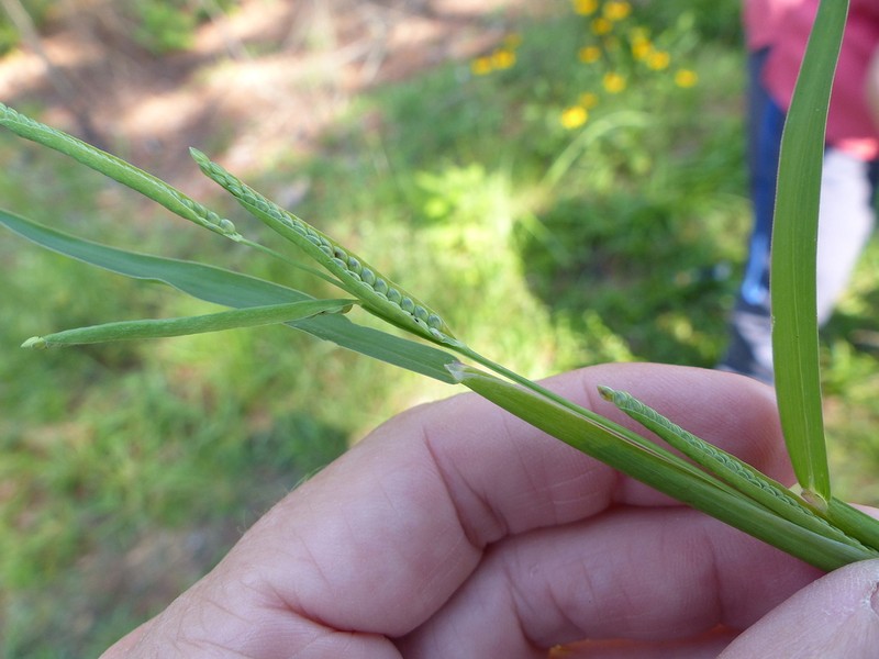 Mudbank Crowngrass photo 2