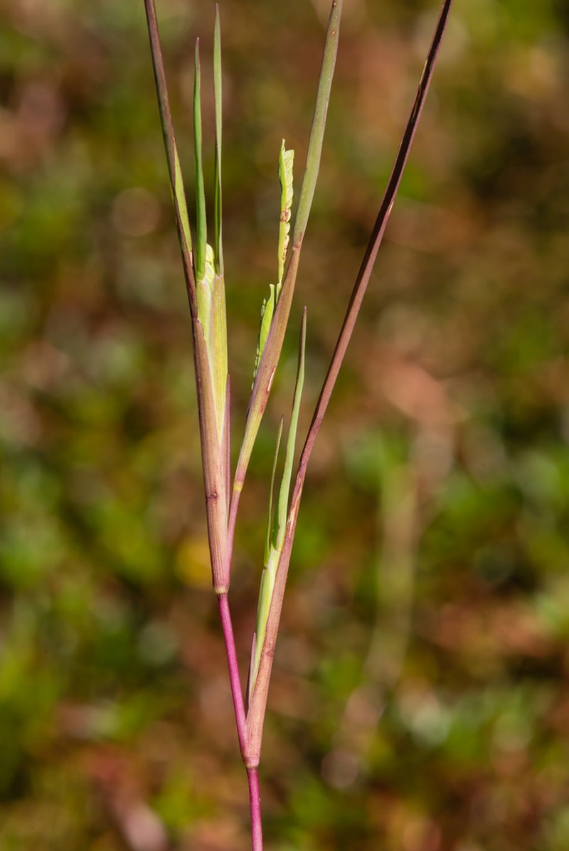 Mudbank Crowngrass photo 4