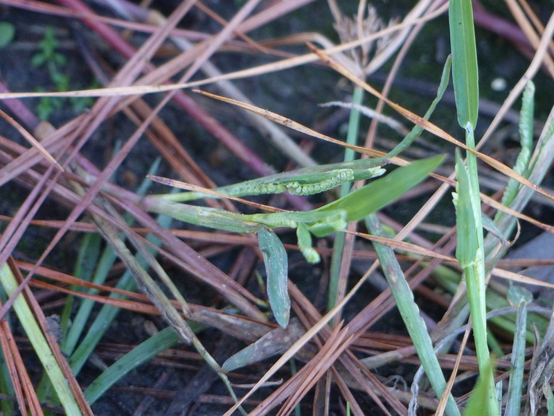 Mudbank Crowngrass photo 5