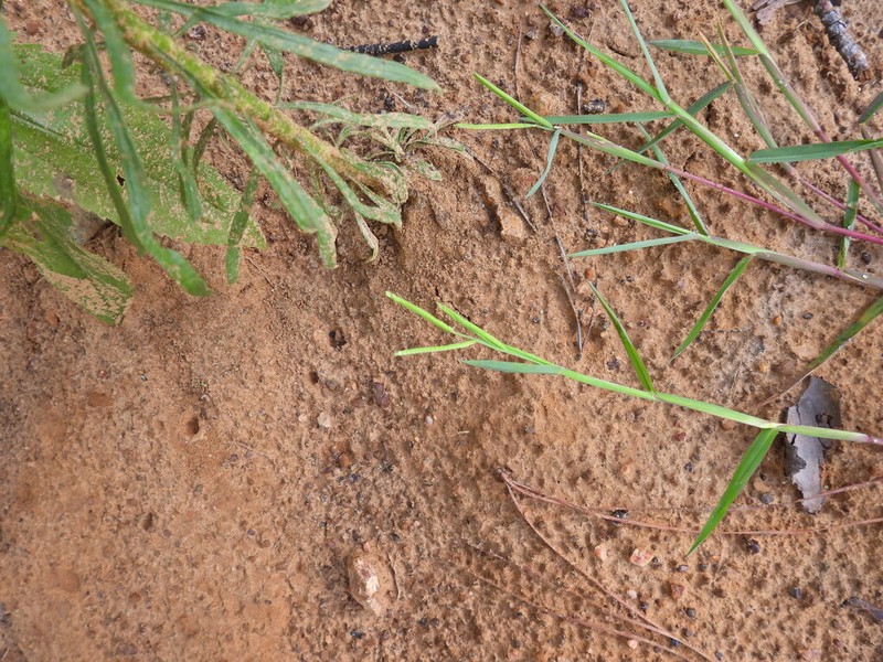 Mudbank Crowngrass photo 7