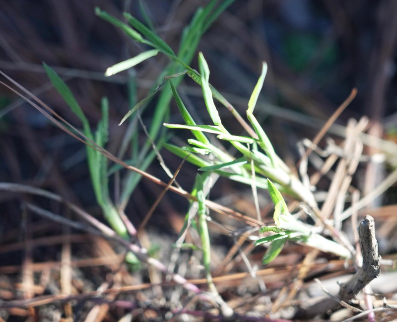 Mudbank Crowngrass photo 8