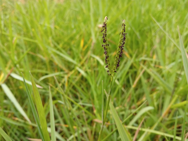 Knotgrass photo 2