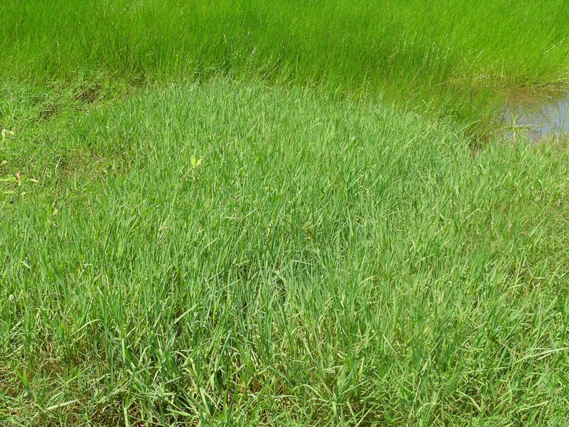 Knotgrass photo 4
