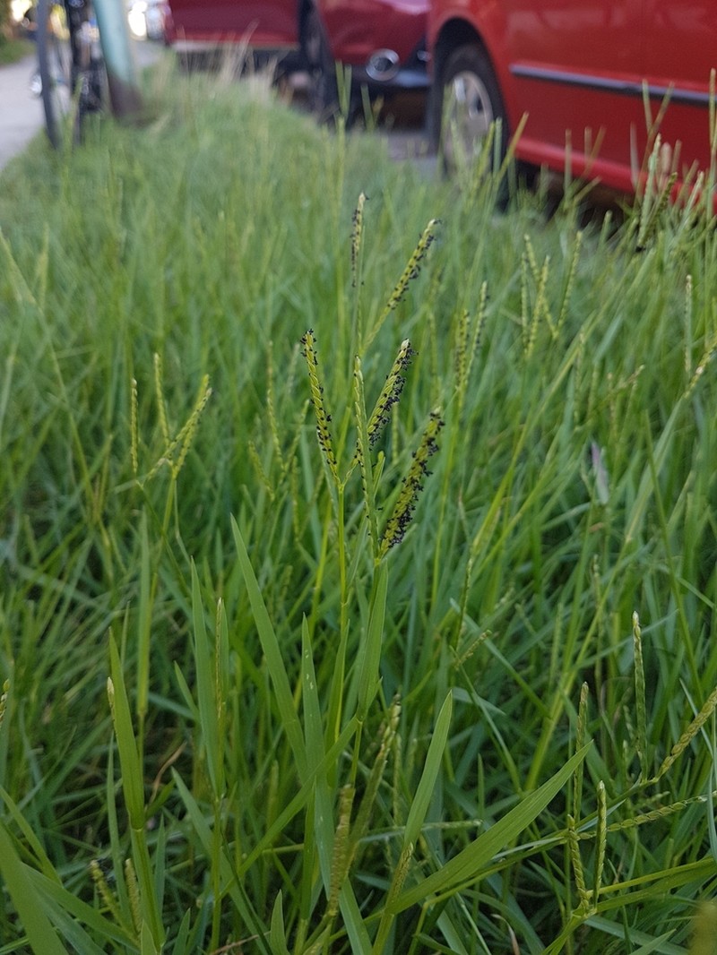 Knotgrass photo 2