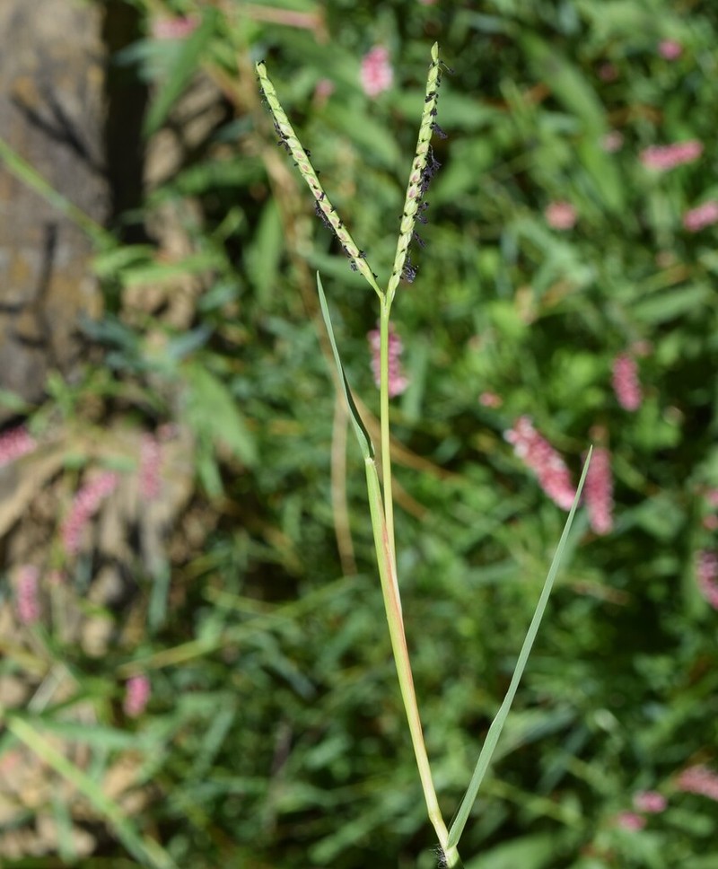 Knotgrass photo 4