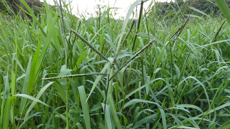 Knotgrass photo 5