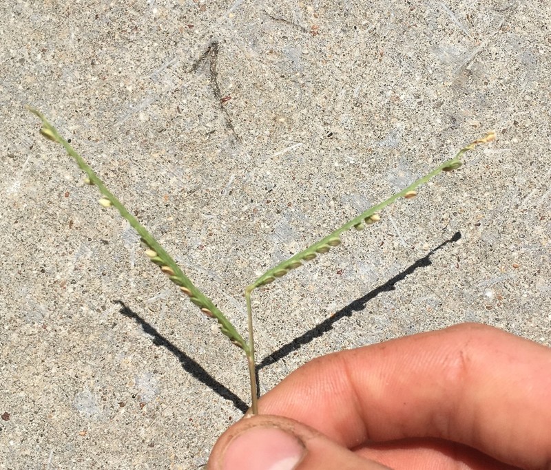 Knotgrass photo 6