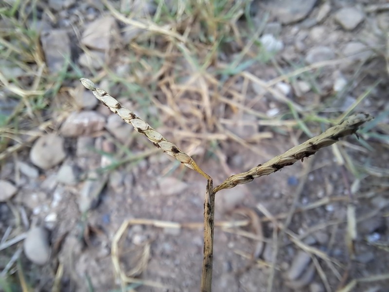 Knotgrass photo 7