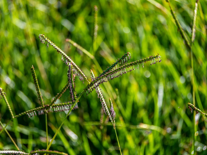 Large Knotgrass