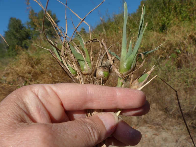 Large Knotgrass photo 3