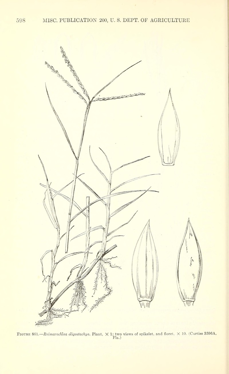 Florida Reimar Grass