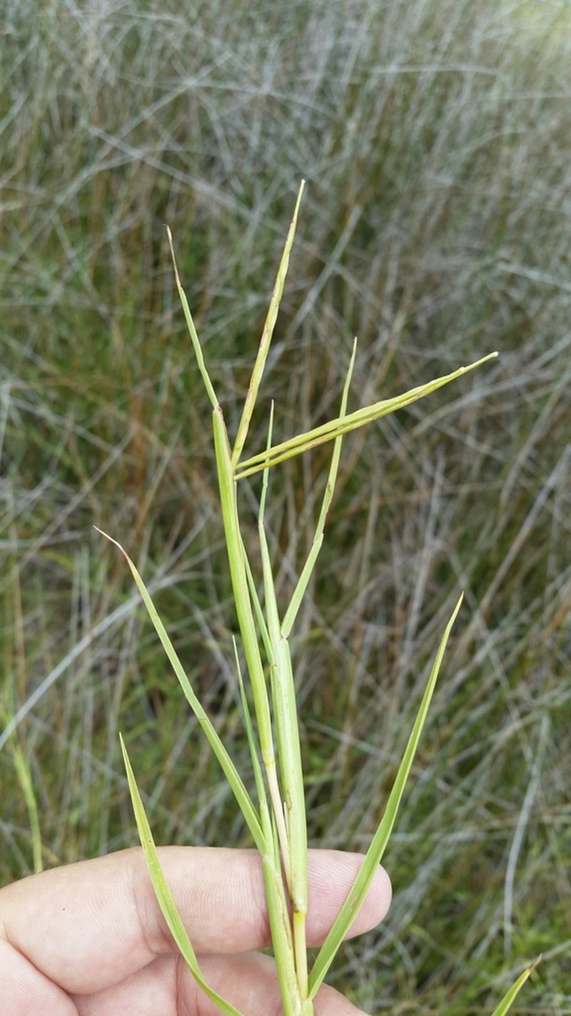 Florida Reimar Grass