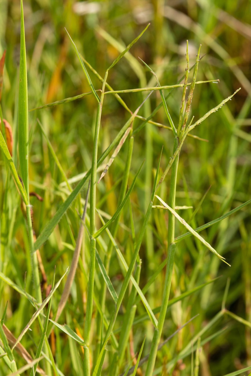 Florida Reimar Grass photo 2
