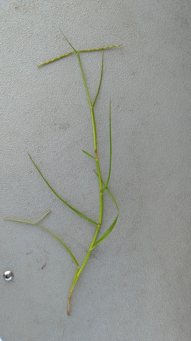 Florida Reimar Grass photo 4