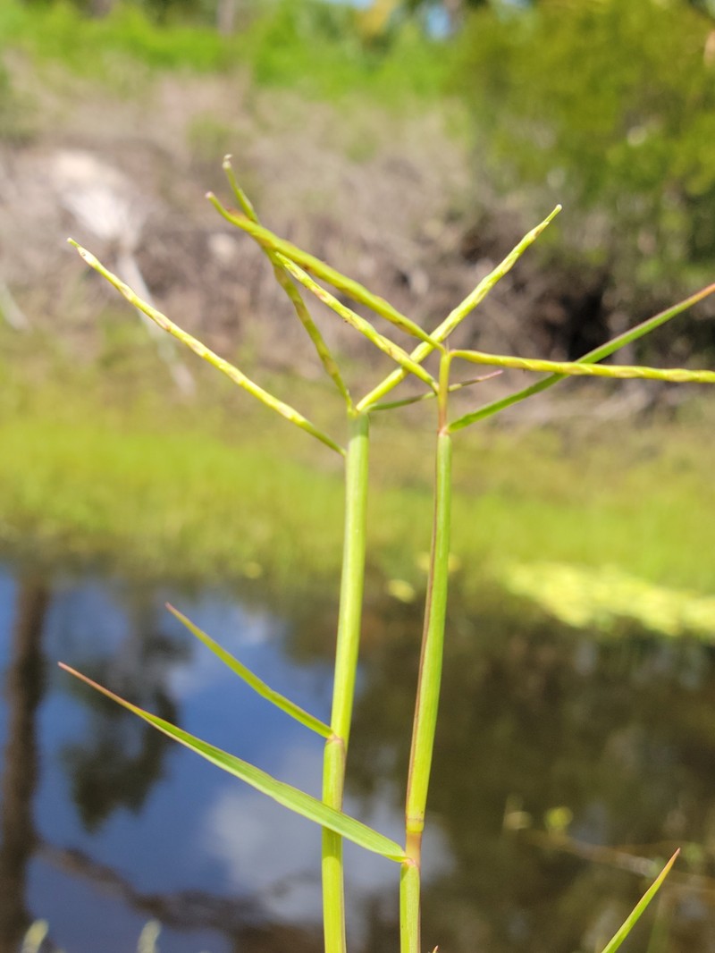 Florida Reimar Grass photo 5