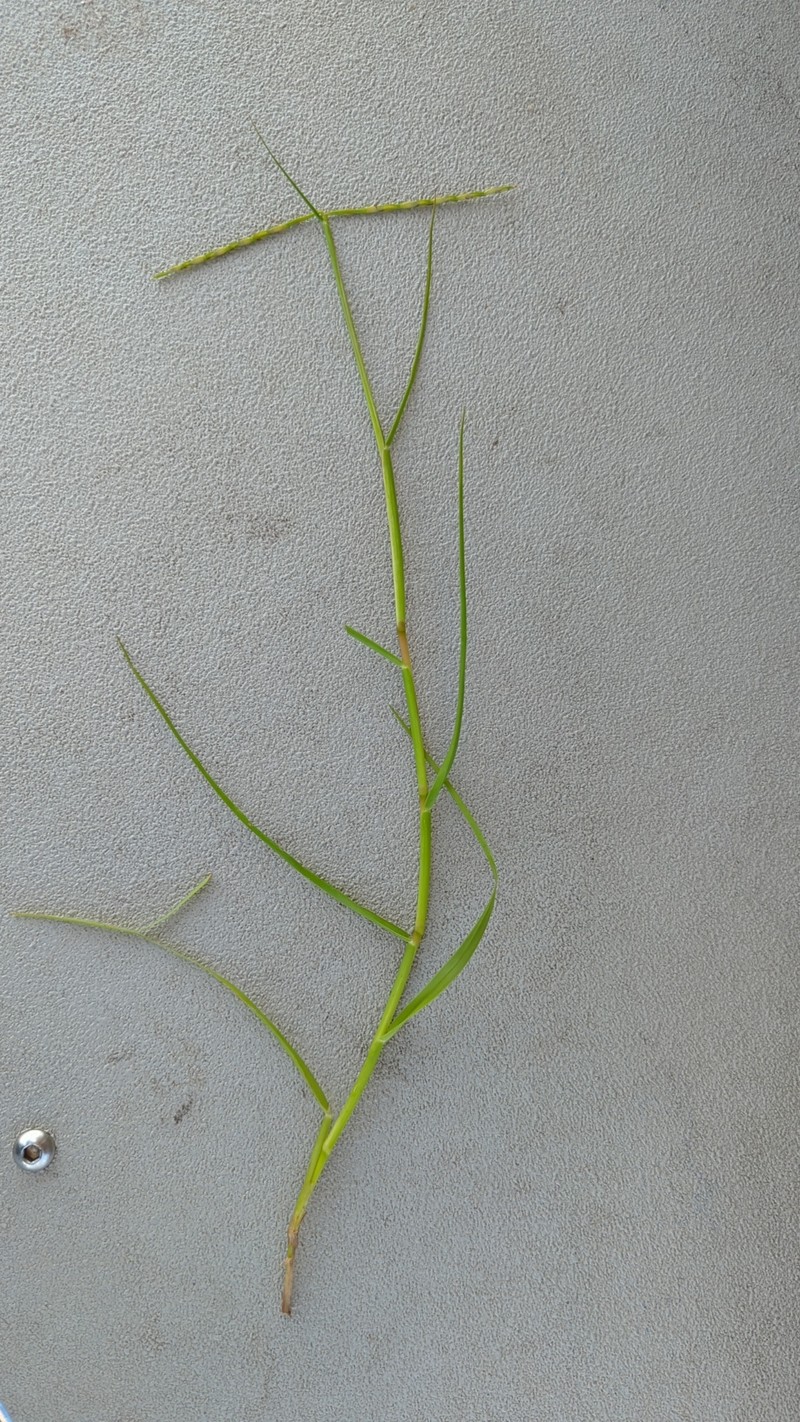 Florida Reimar Grass photo 6