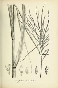Mexican Crowngrass