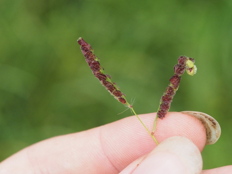Panama Crowngrass