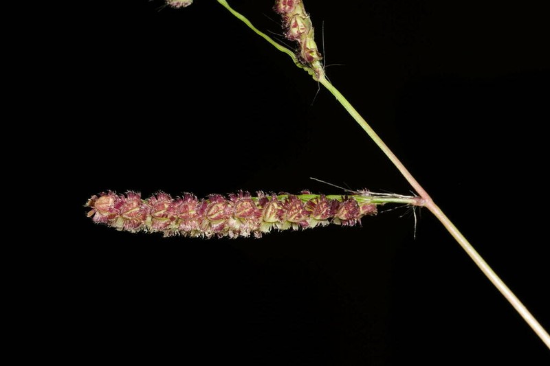 Panama Crowngrass photo 2