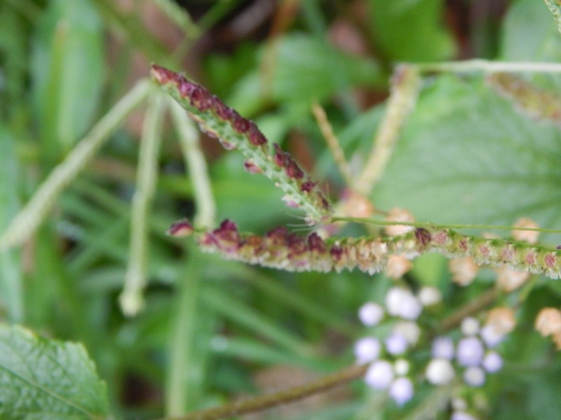 Panama Crowngrass photo 3