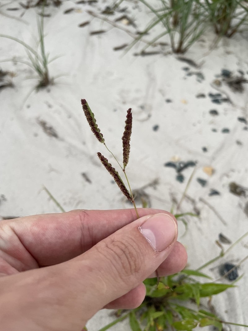 Panama Crowngrass photo 4
