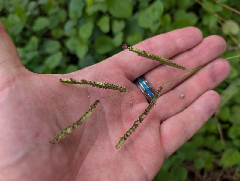 Panama Crowngrass photo 5