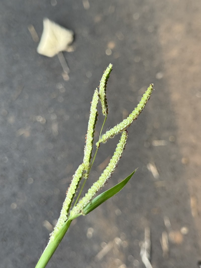 Panama Crowngrass photo 6