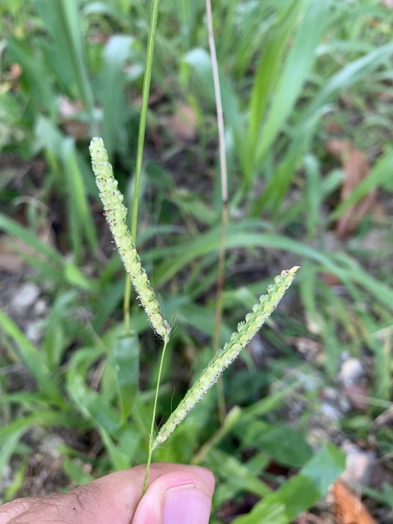 Panama Crowngrass photo 8