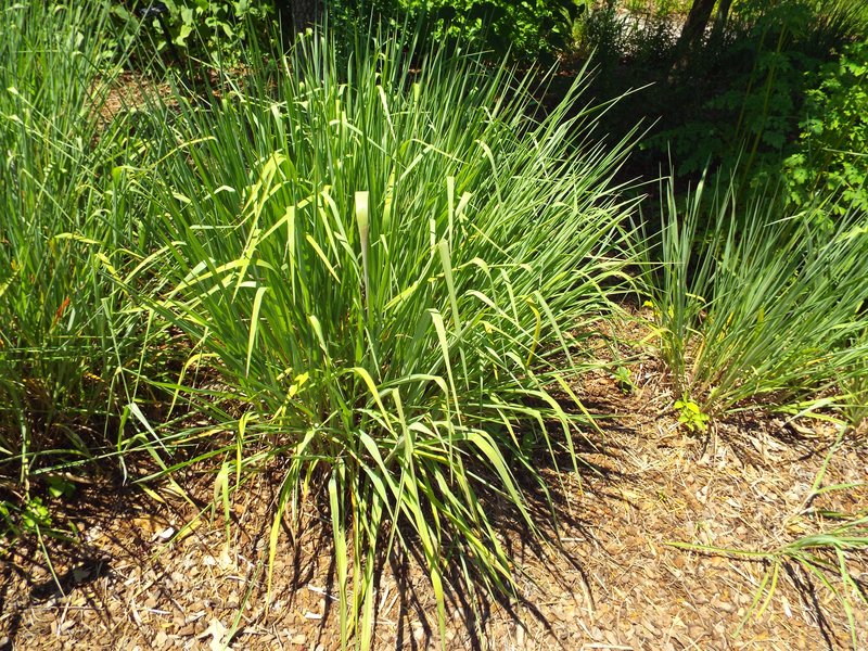 Florida Paspalum photo 2