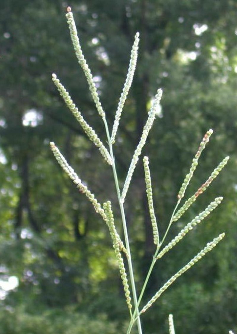 Florida Paspalum