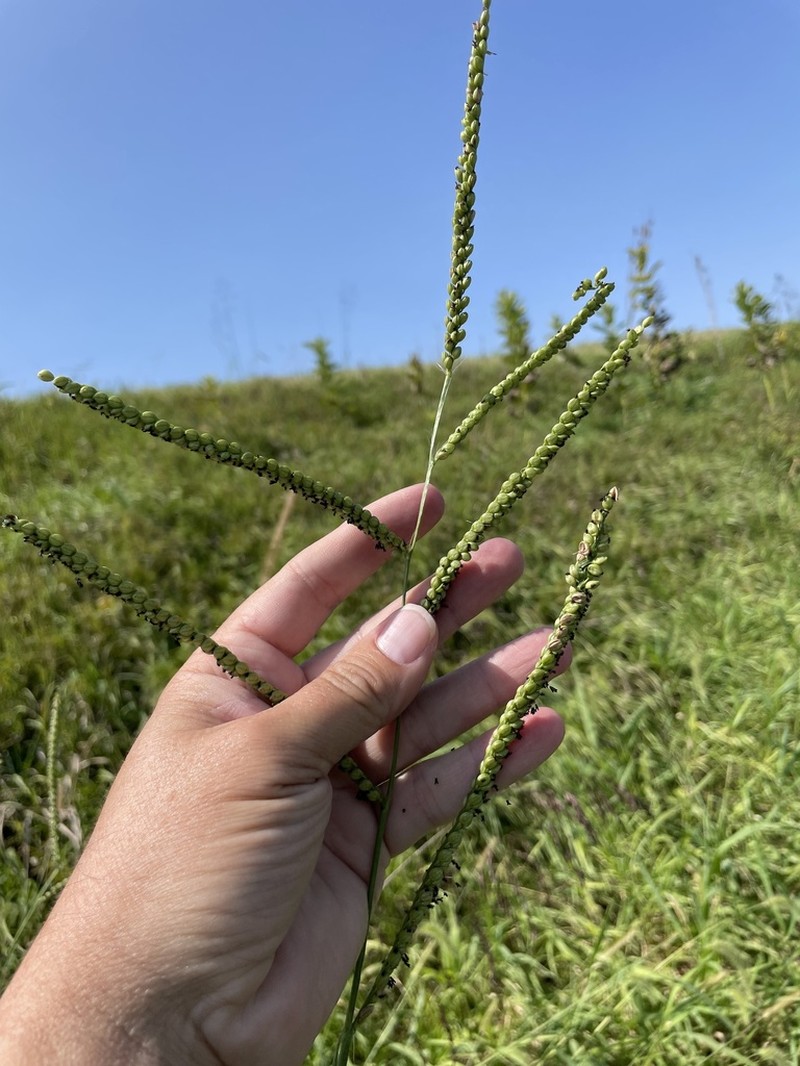 Florida Paspalum photo 3