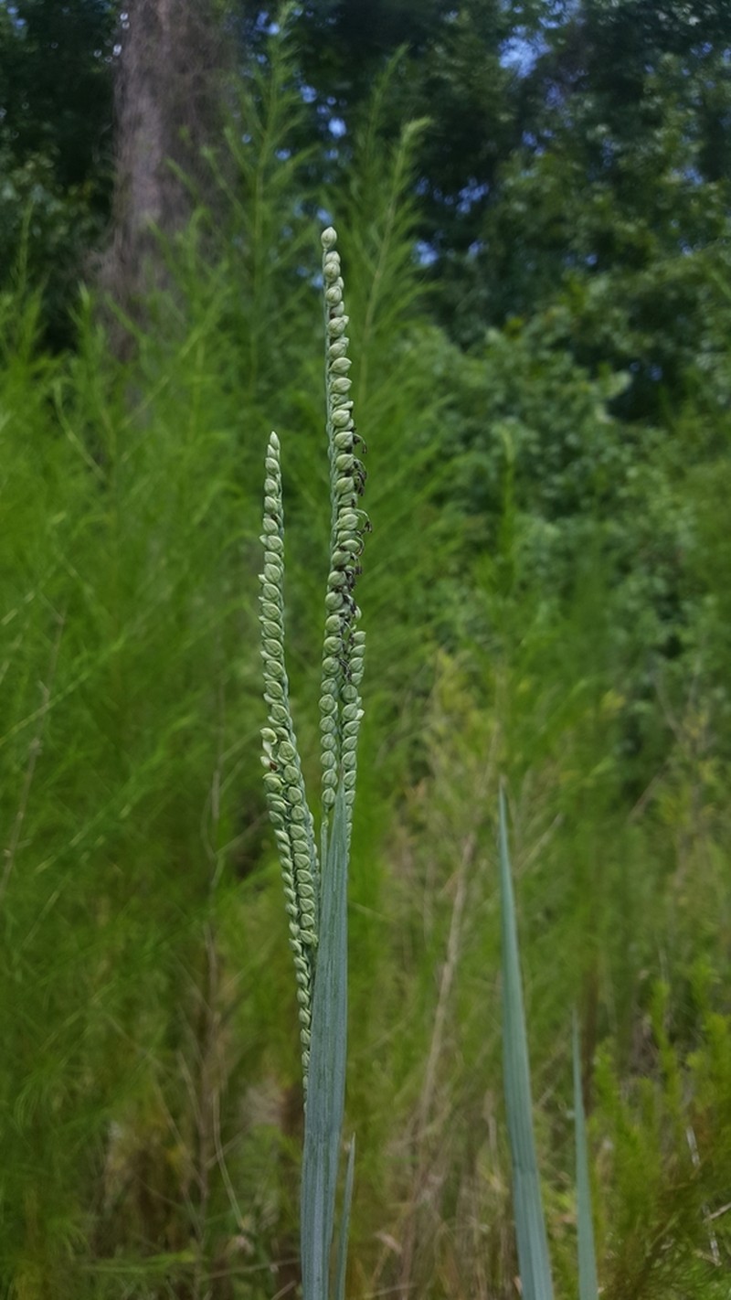 Florida Paspalum photo 4