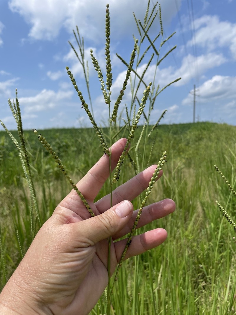 Florida Paspalum photo 5