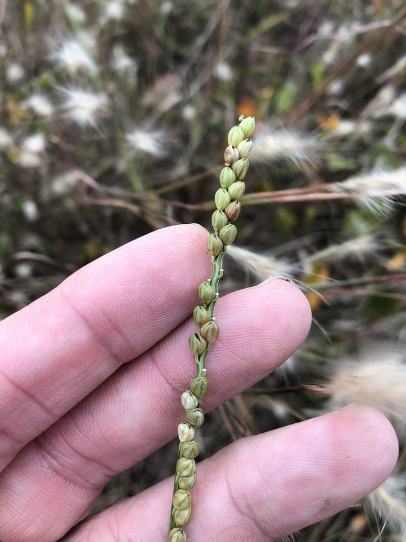 Florida Paspalum photo 6
