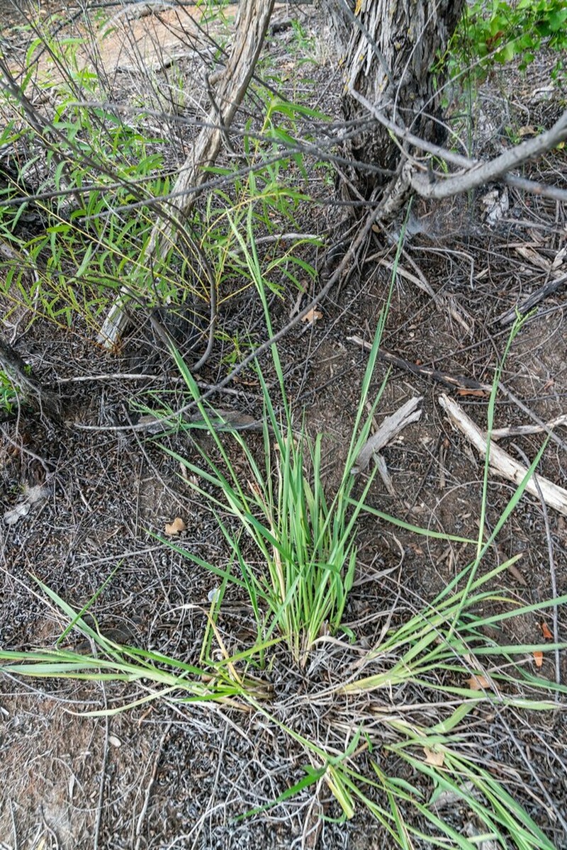 Florida Paspalum photo 7
