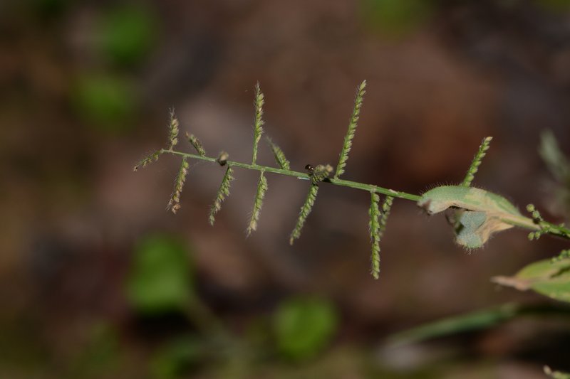 Horsetail Paspalum photo 3