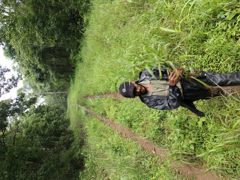 Horsetail Paspalum photo 4