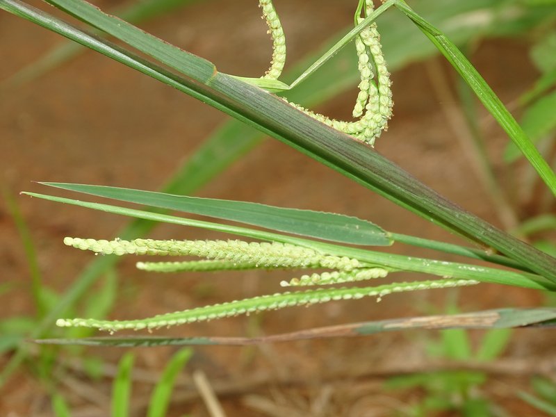 Horsetail Paspalum photo 5