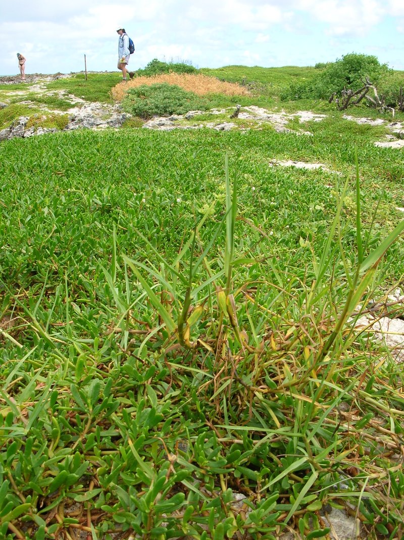 Horsetail Paspalum photo 6