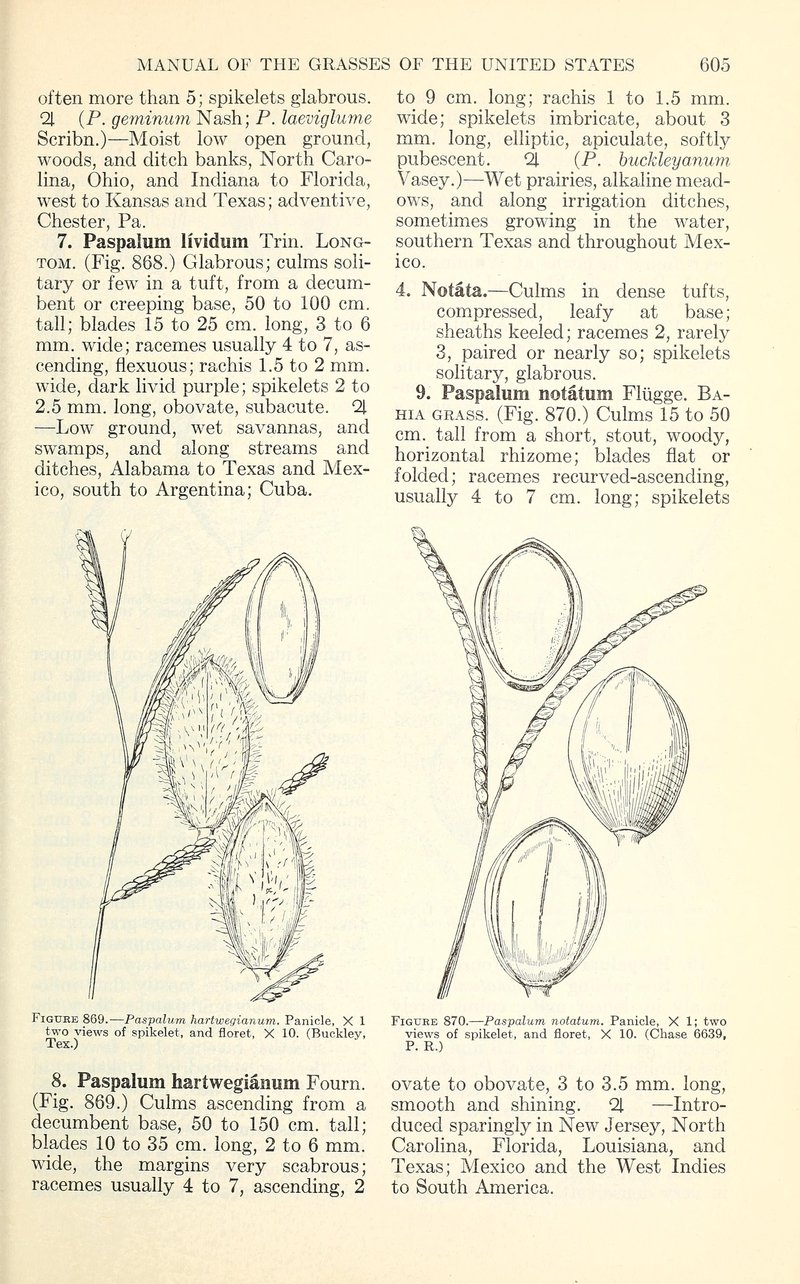 Hartweg's Paspalum