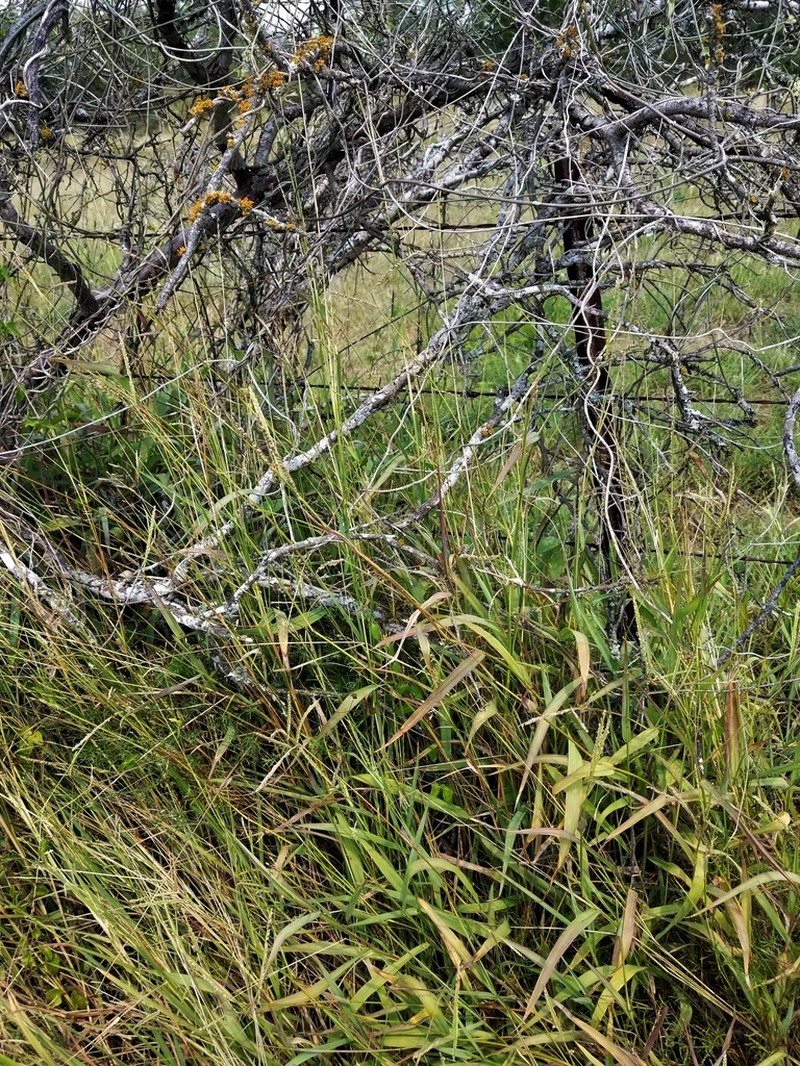 Hartweg's Paspalum