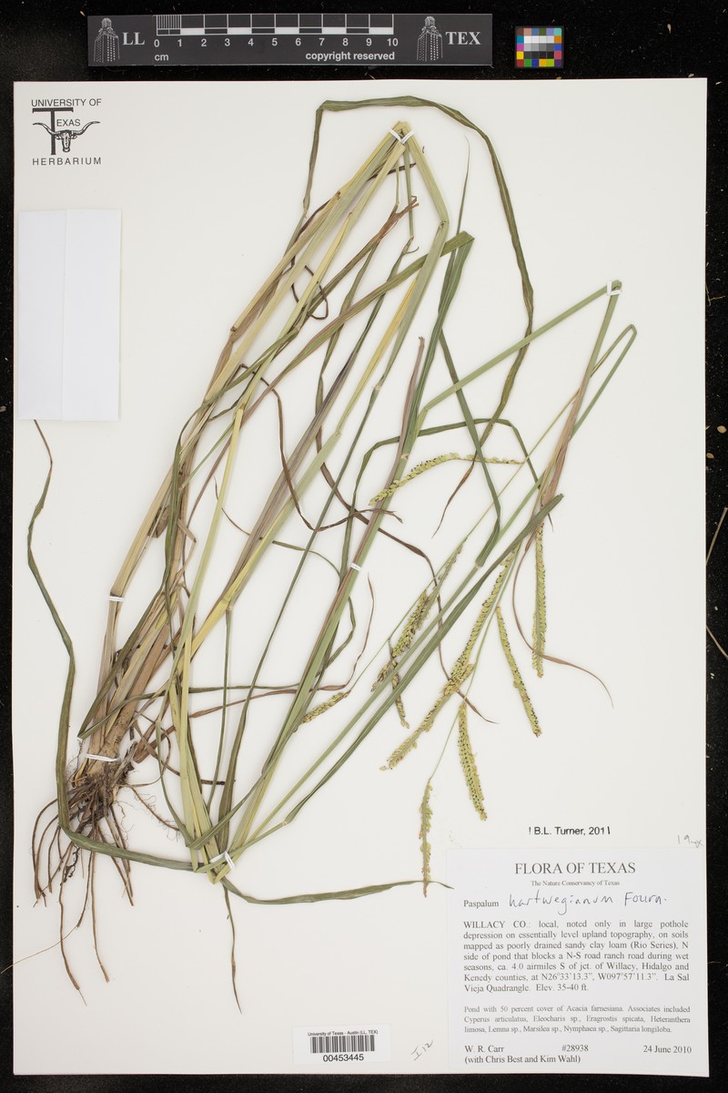 Hartweg's Paspalum photo 3