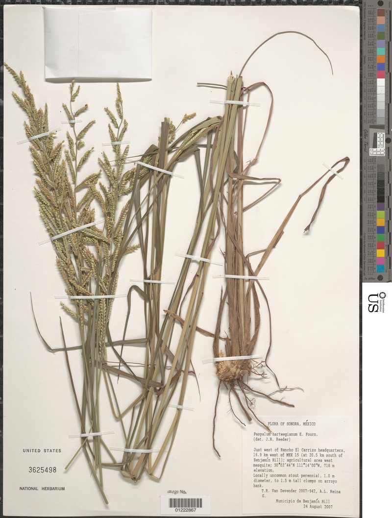 Hartweg's Paspalum photo 4