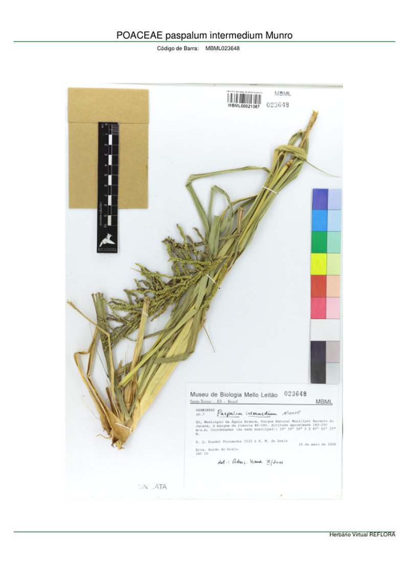 Intermediate Paspalum