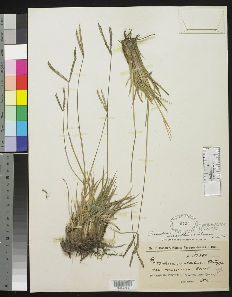 Paspalum ionanthum