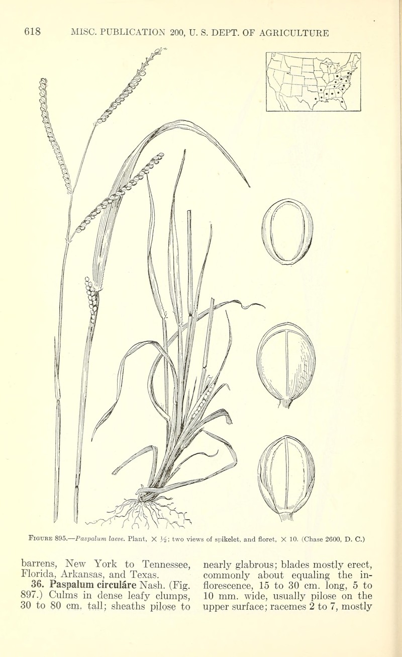 Field Paspalum photo 4