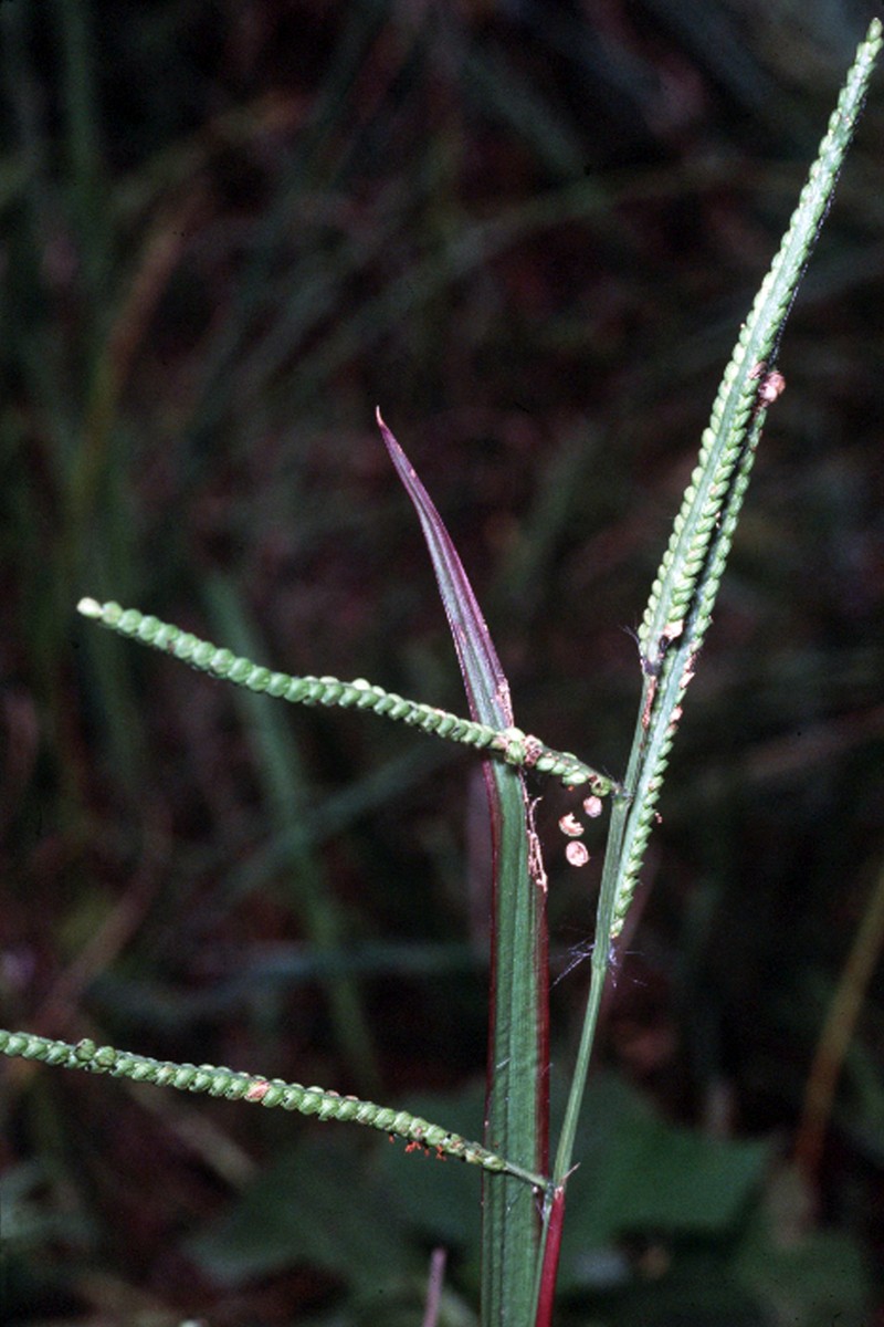 Field Paspalum