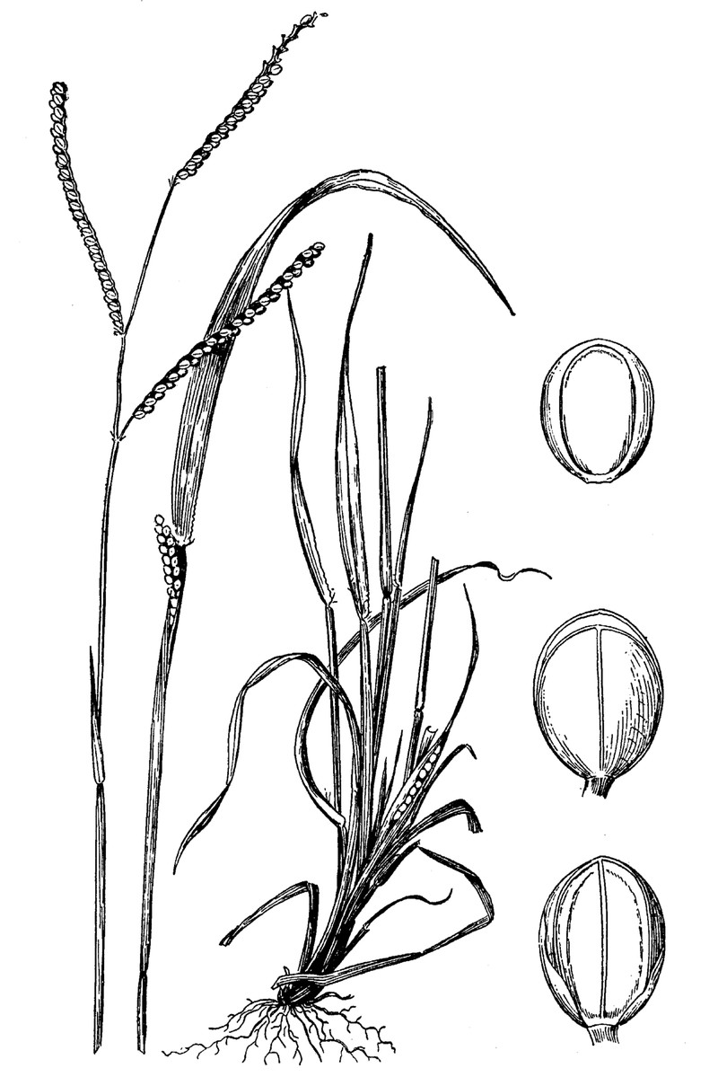 Field Paspalum photo 2