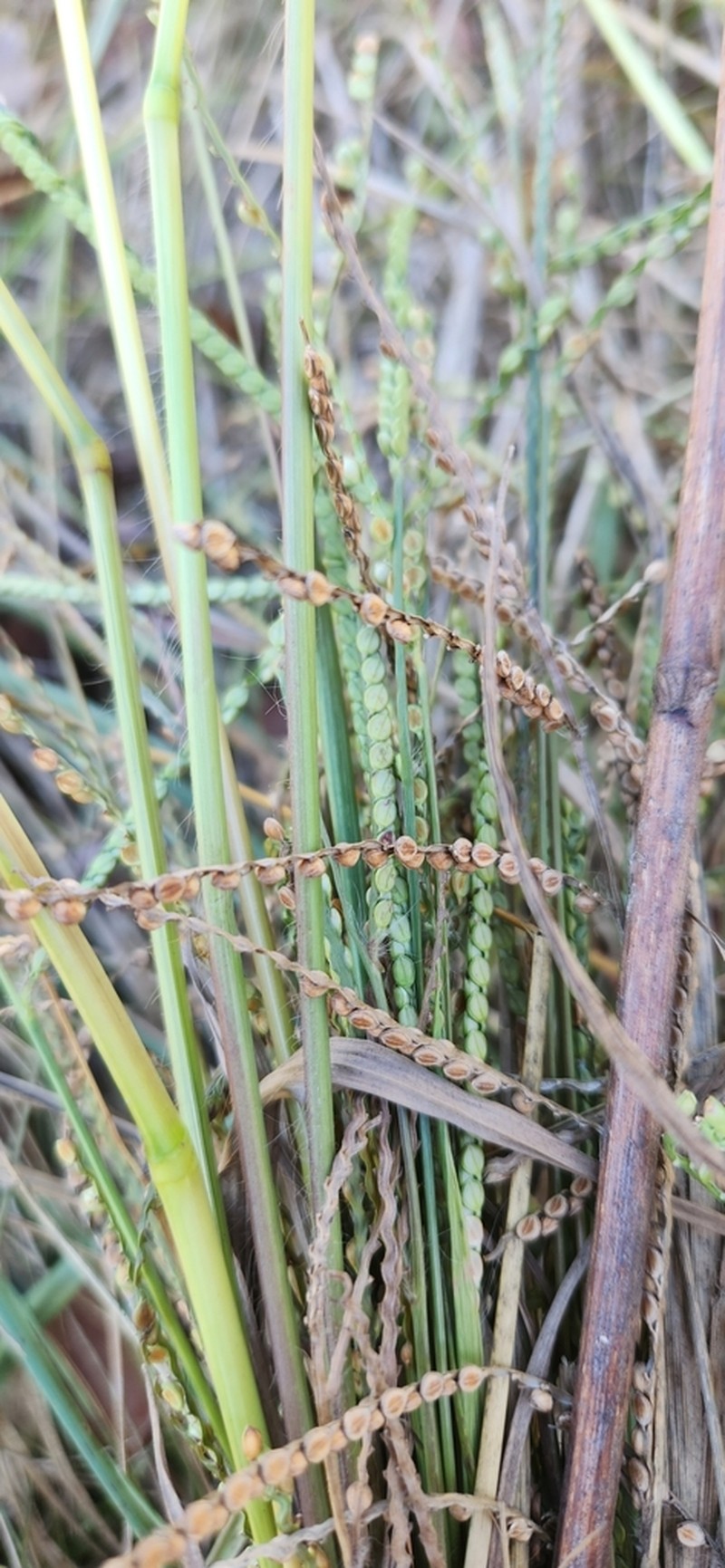Field Paspalum photo 3