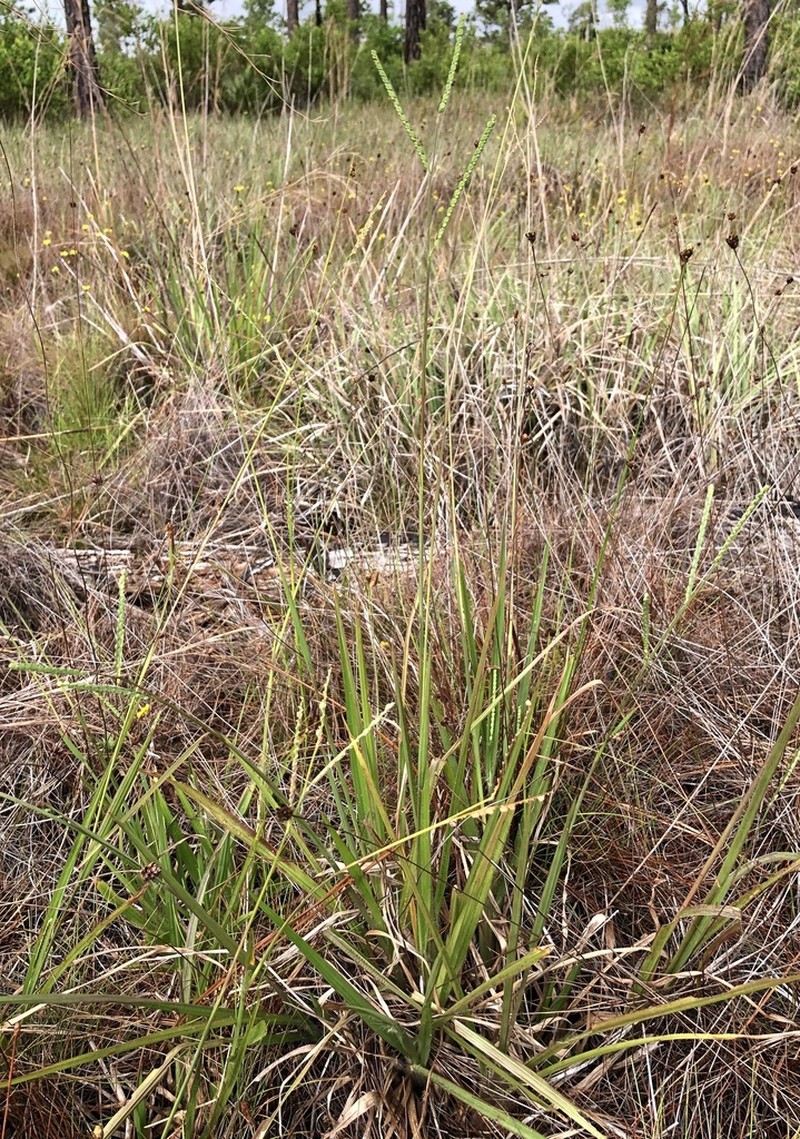 Field Paspalum photo 4